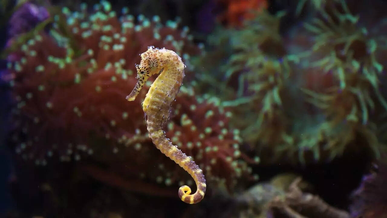 Seahorse
