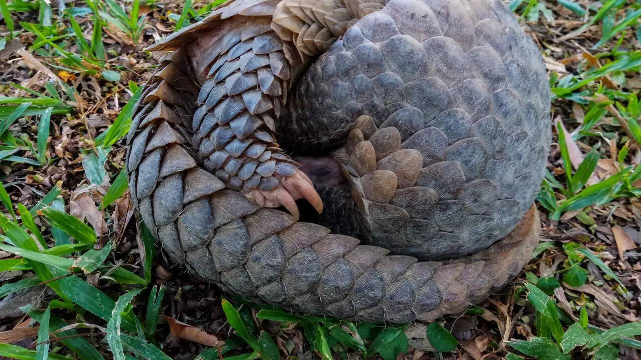 Pangolin