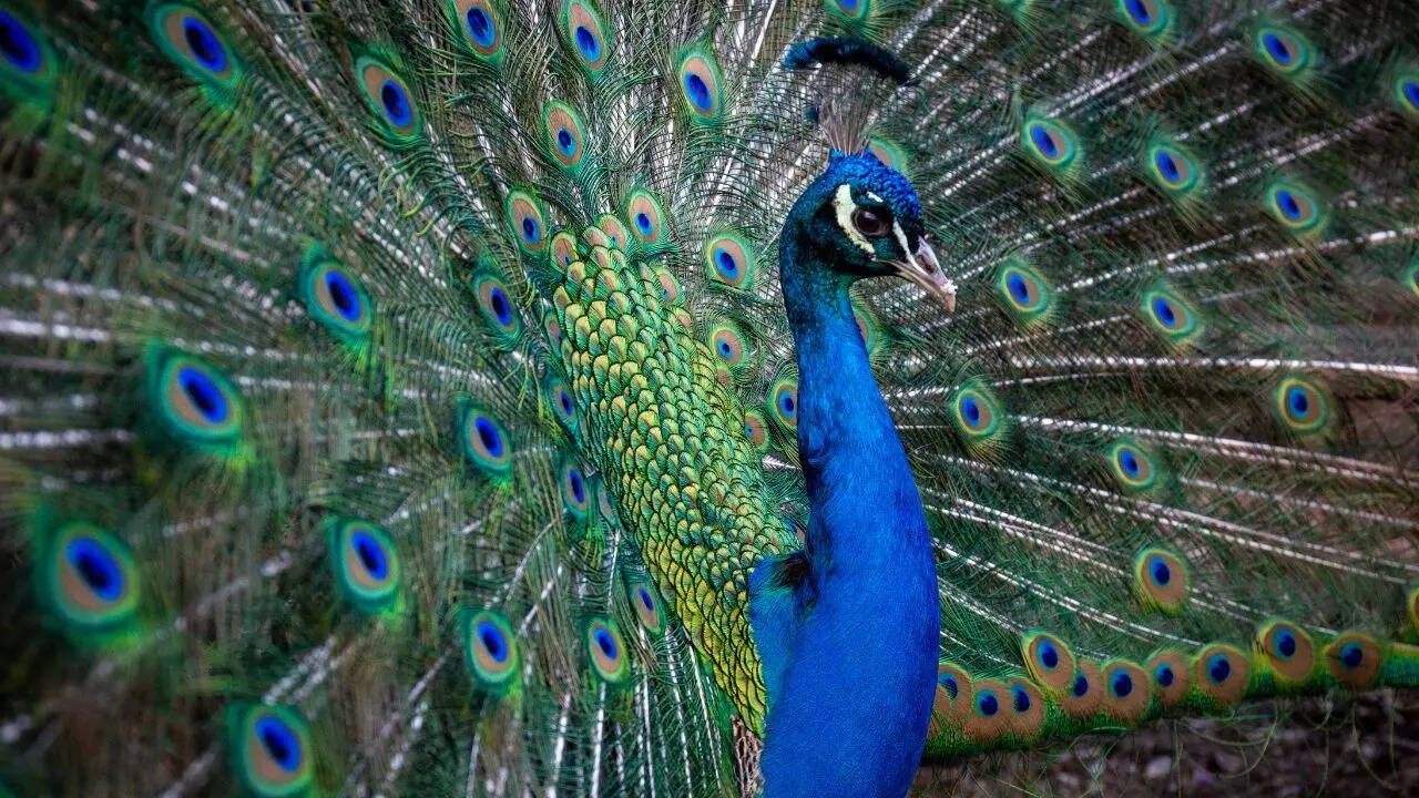 Peacock