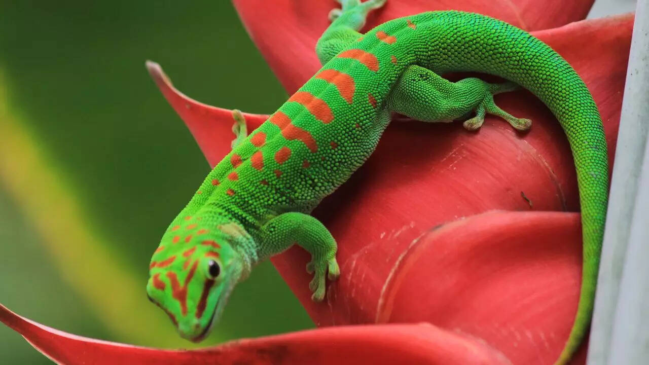 Gecko