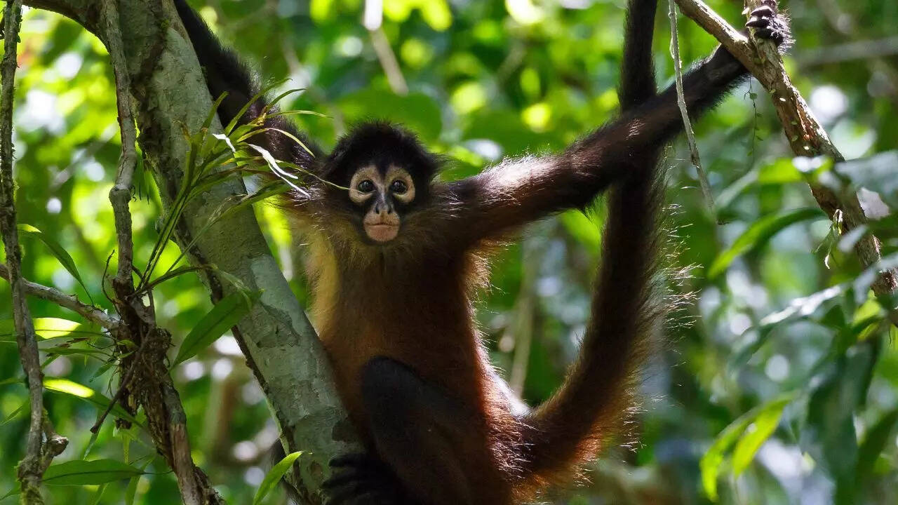 Spider Monkey