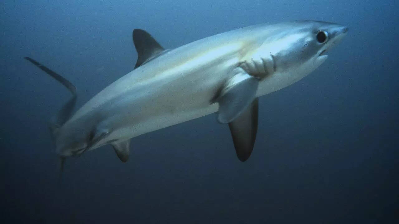 Thresher Shark