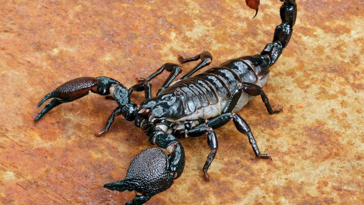 Scorpion