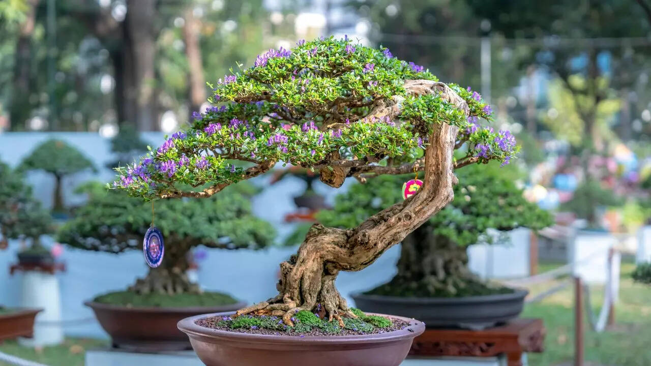 Why bonsai gardens are so popular now