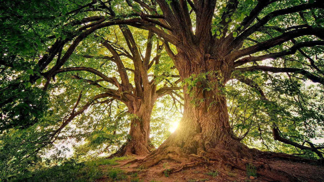 Ficus religiosa (Peepal tree)