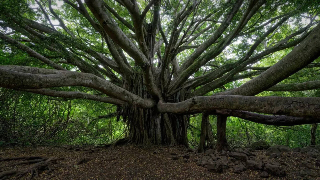 Ficus benghalensis (Banyan tree)