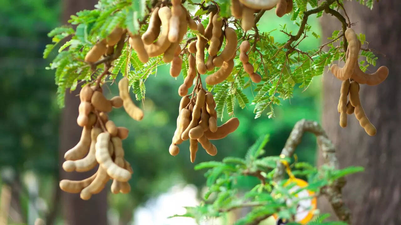 Tamarindus indica (Imli)