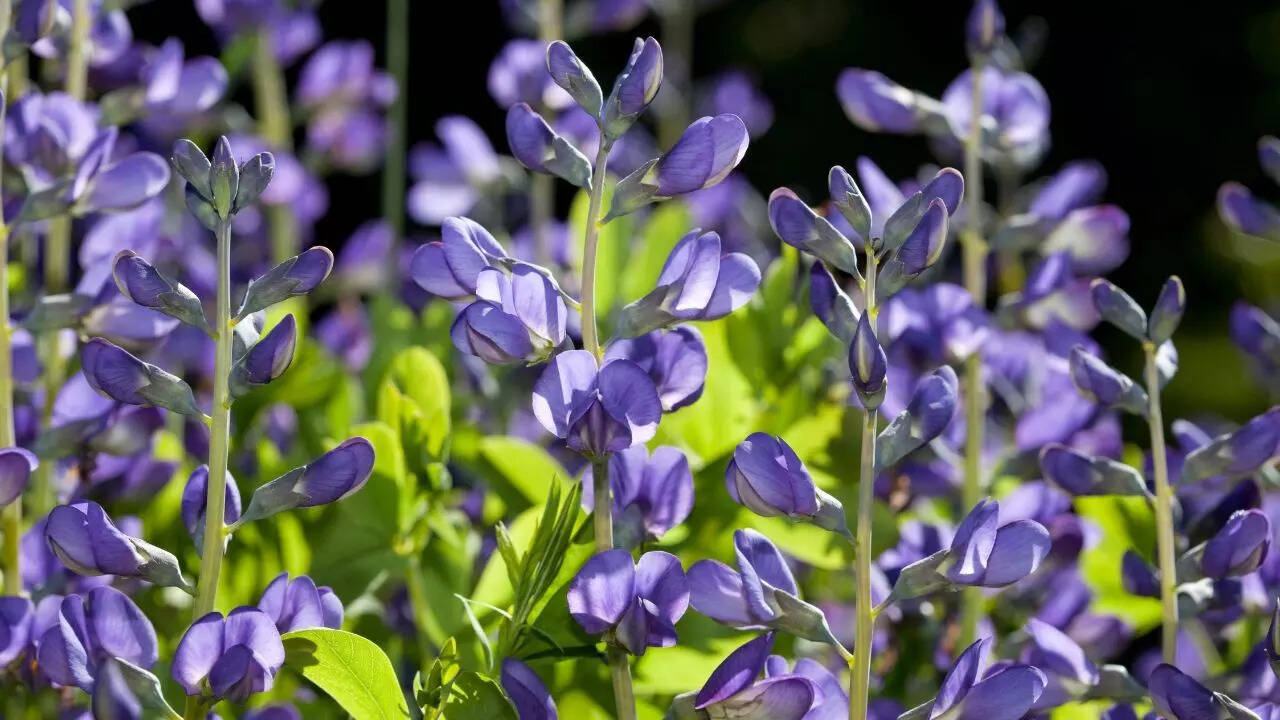 Wrightia tinctoria (Indigo plant)