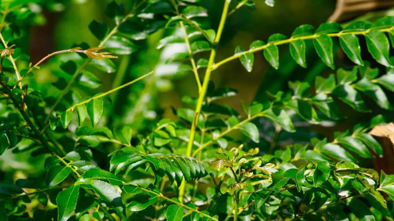 Murraya koenigii (Curry leaf plant)