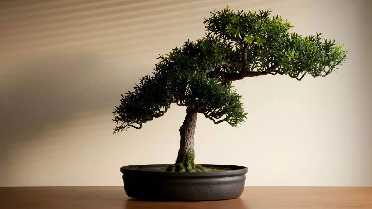 How to set up your bonsai garden at home