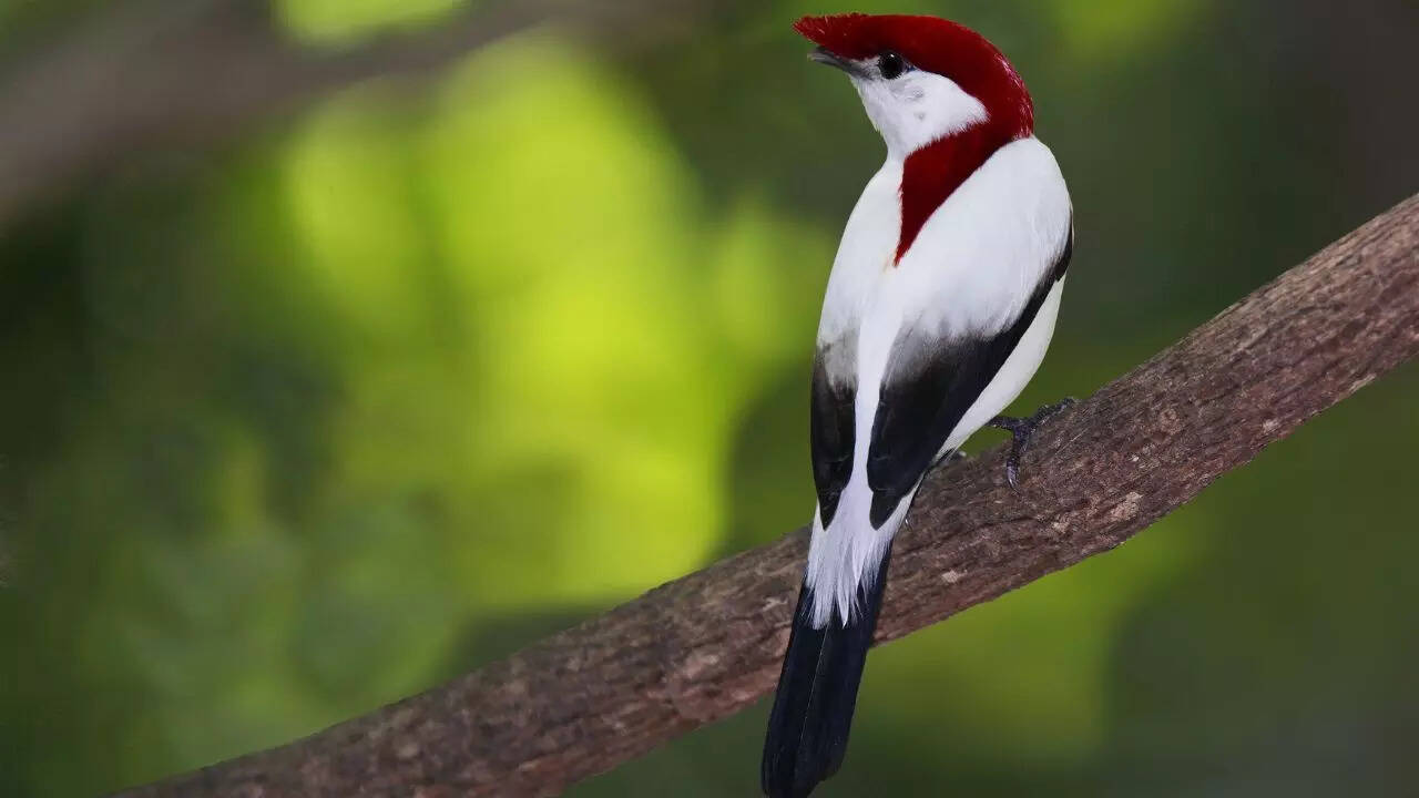 What makes the club-winged Manakin so special?