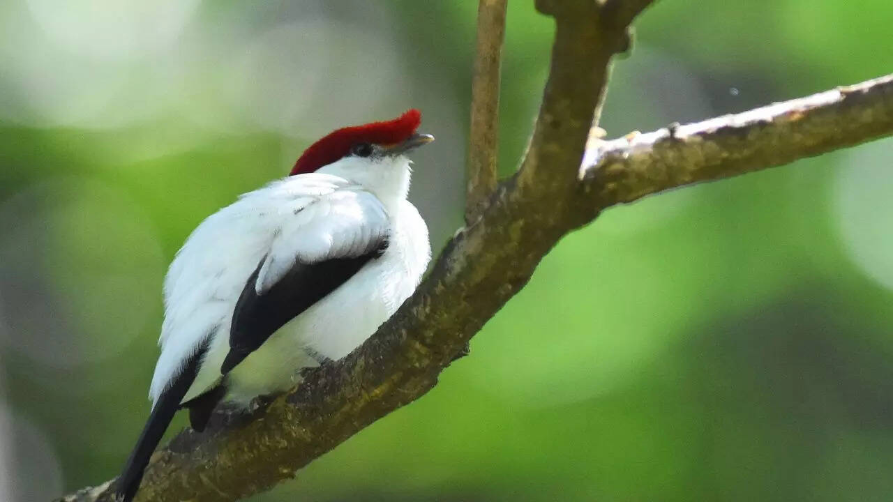 The Manakin is evolution’s bold trade-off: Flight vs music