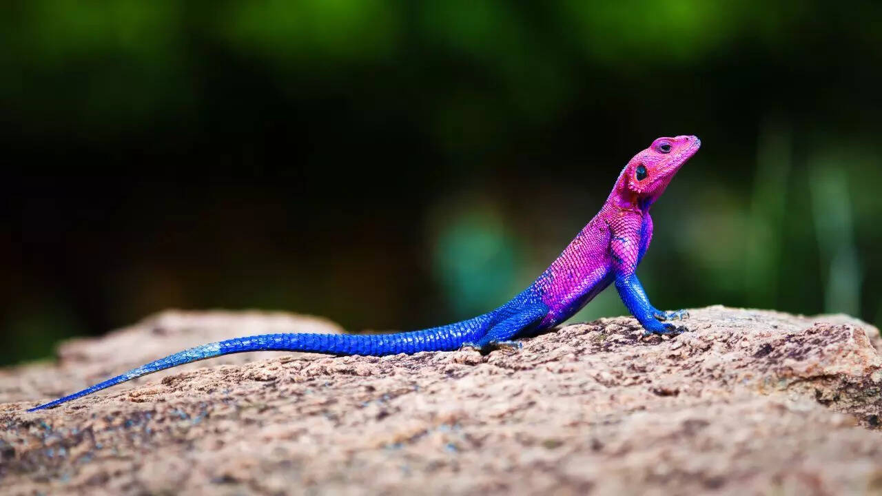 The Mwanza flat-headed agama, often called the Spider-Man Agama, displays a red head and blue body.