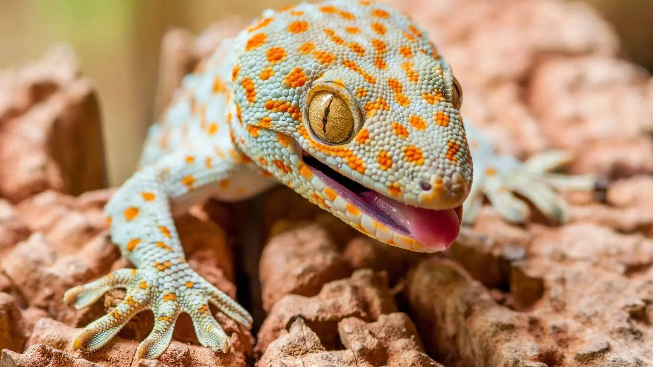 A Tokay gecko from Southeast Asia with blue-gray skin and orange spots.