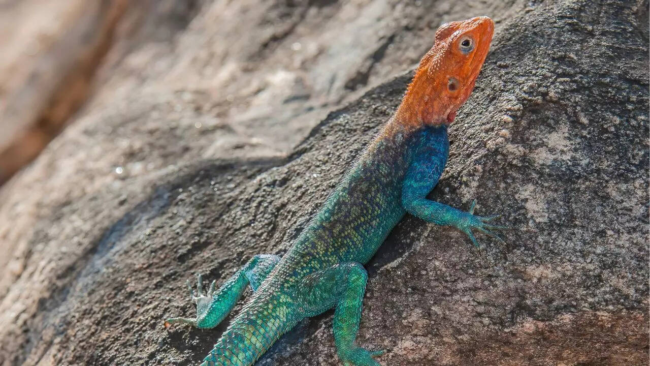 A rainbow agama displaying a mix of orange, red, and blue.