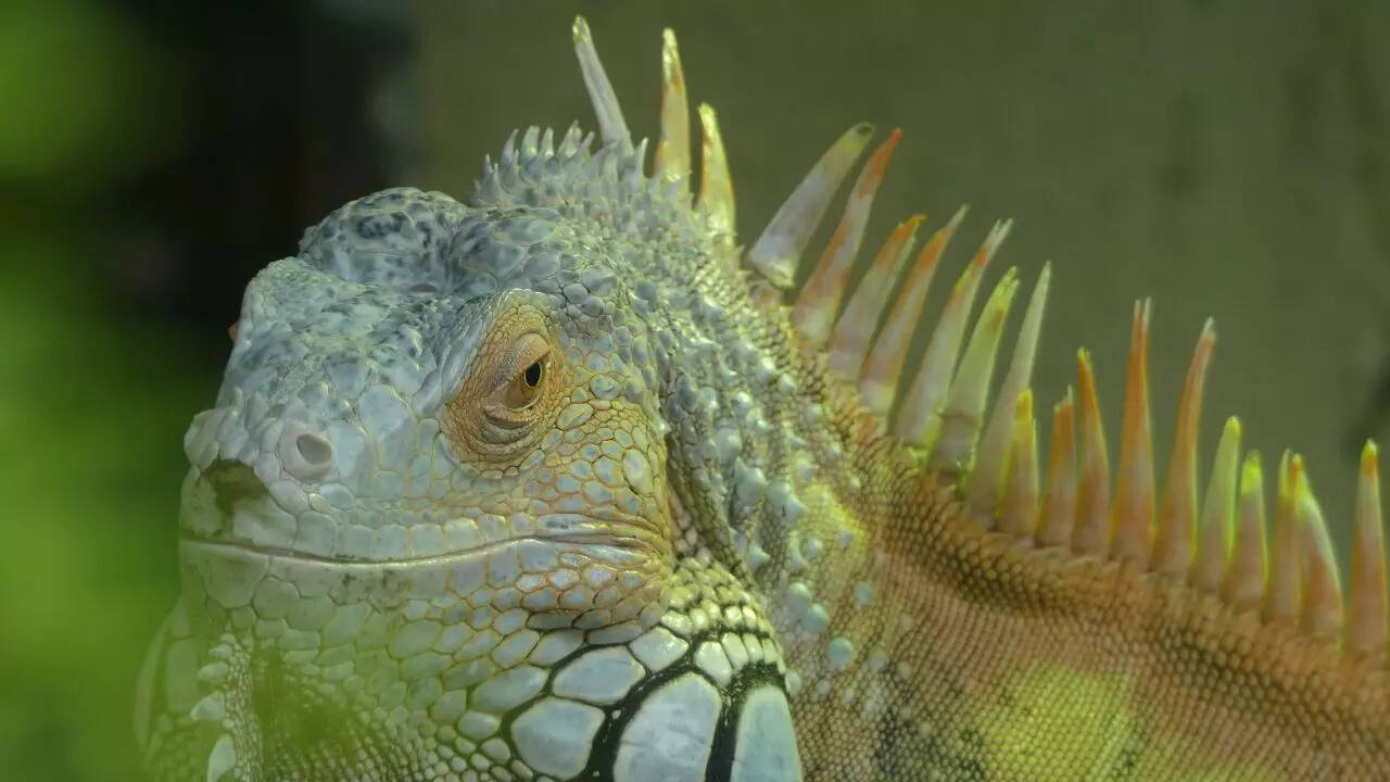 A bright green iguana found in Central and South America.