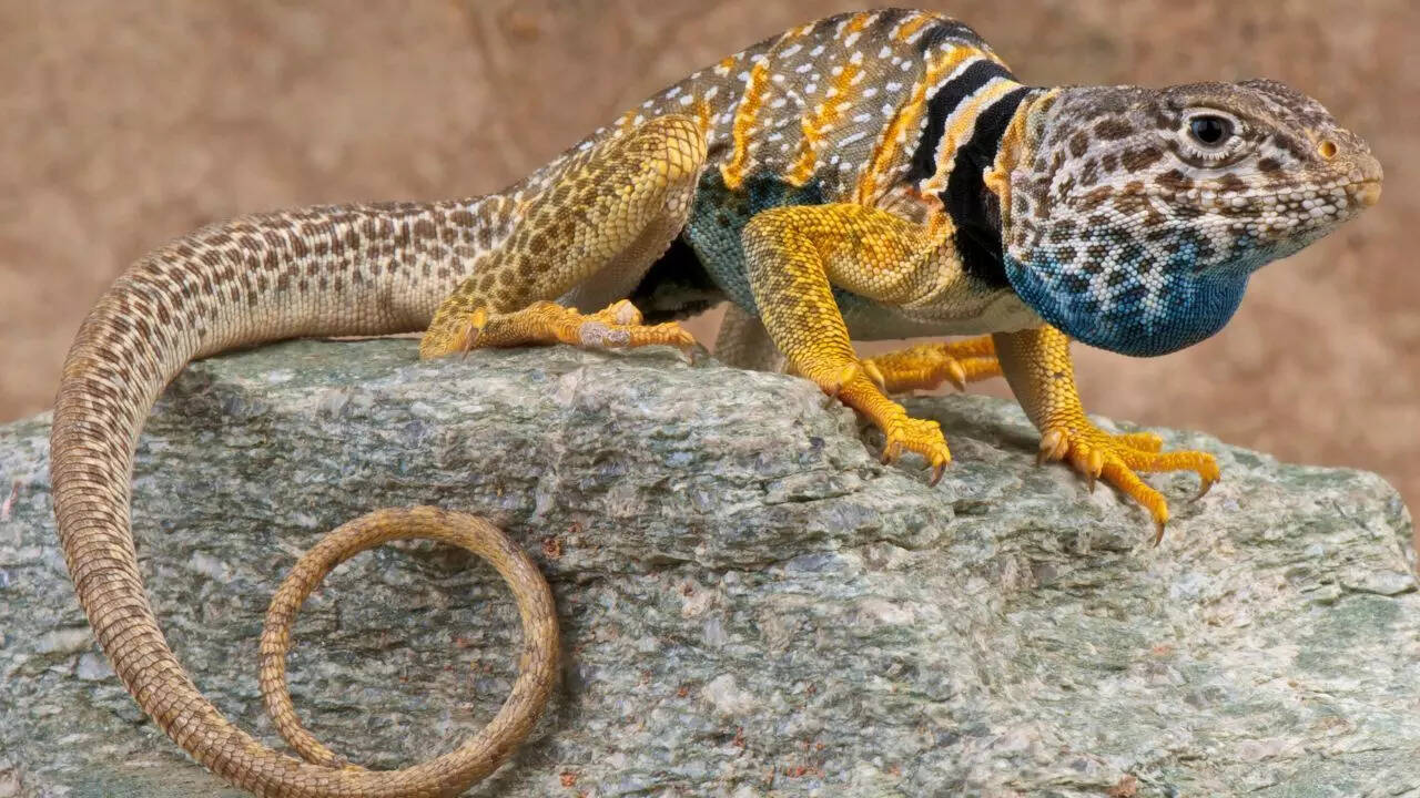 A collared lizard with turquoise, yellow, and green markings.