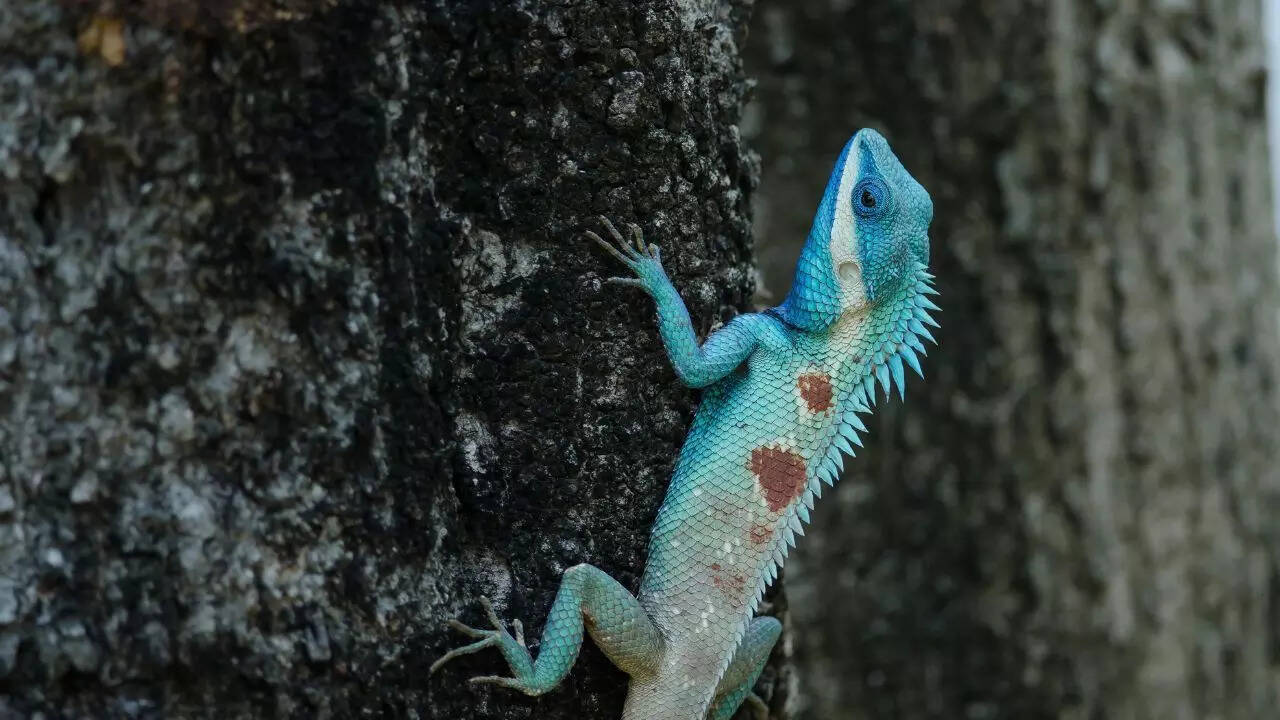 A blue-crested lizard with turquoise and purple markings.
