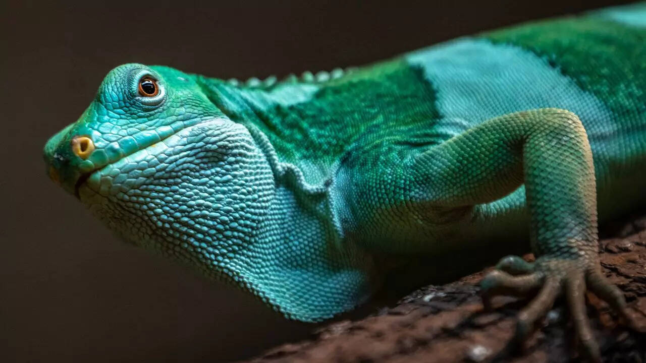 An endangered Fiji banded iguana with lime-green and light blue bands.