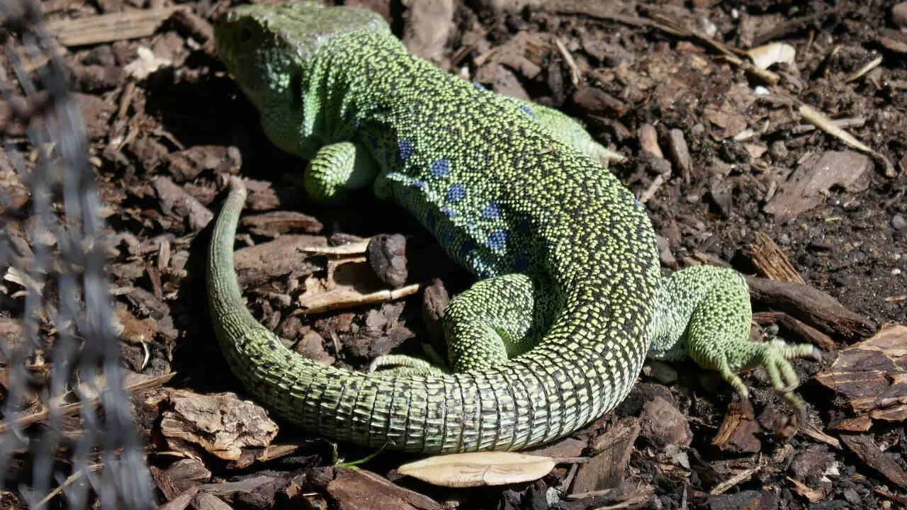 A jeweled lacerta from Southern Europe with blue spots on a green body.