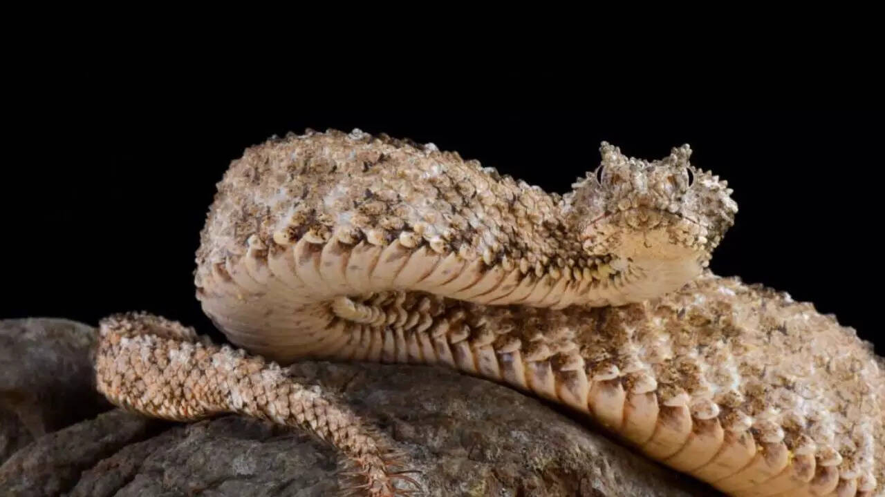 general Source: A-Z Animals general Rare spider-tailed horned viper found in Iran
