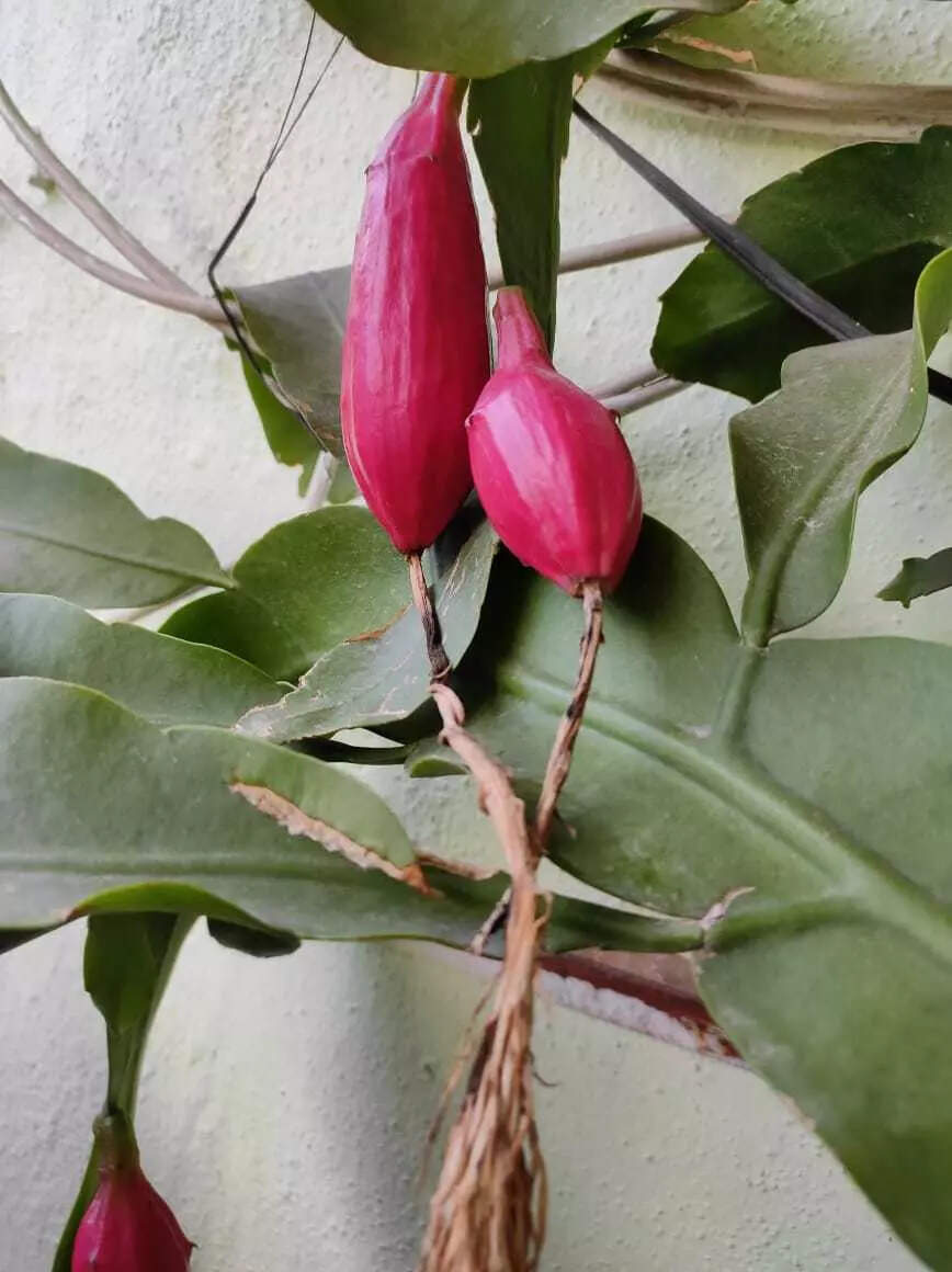 FRUITS OF LABOUR: Anand Havaldar's fruit-bearing Brahma Kamal plant Brahma Kamal fruit