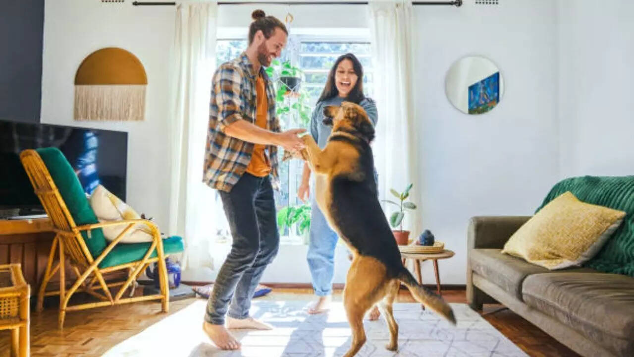 Is a Golden Retriever Boyfriend the only one?