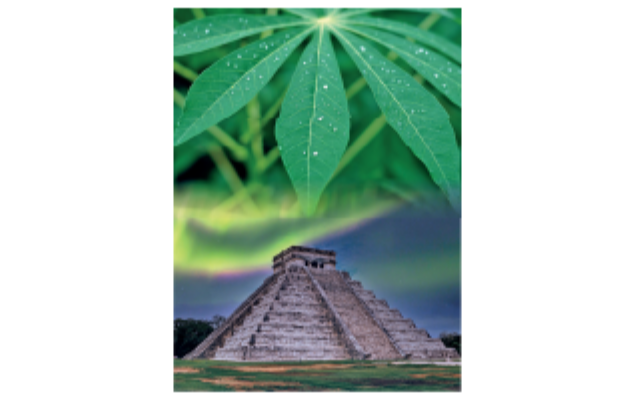 ARCHIVED: Both Mayan pyramids and cassava leaves offer histories