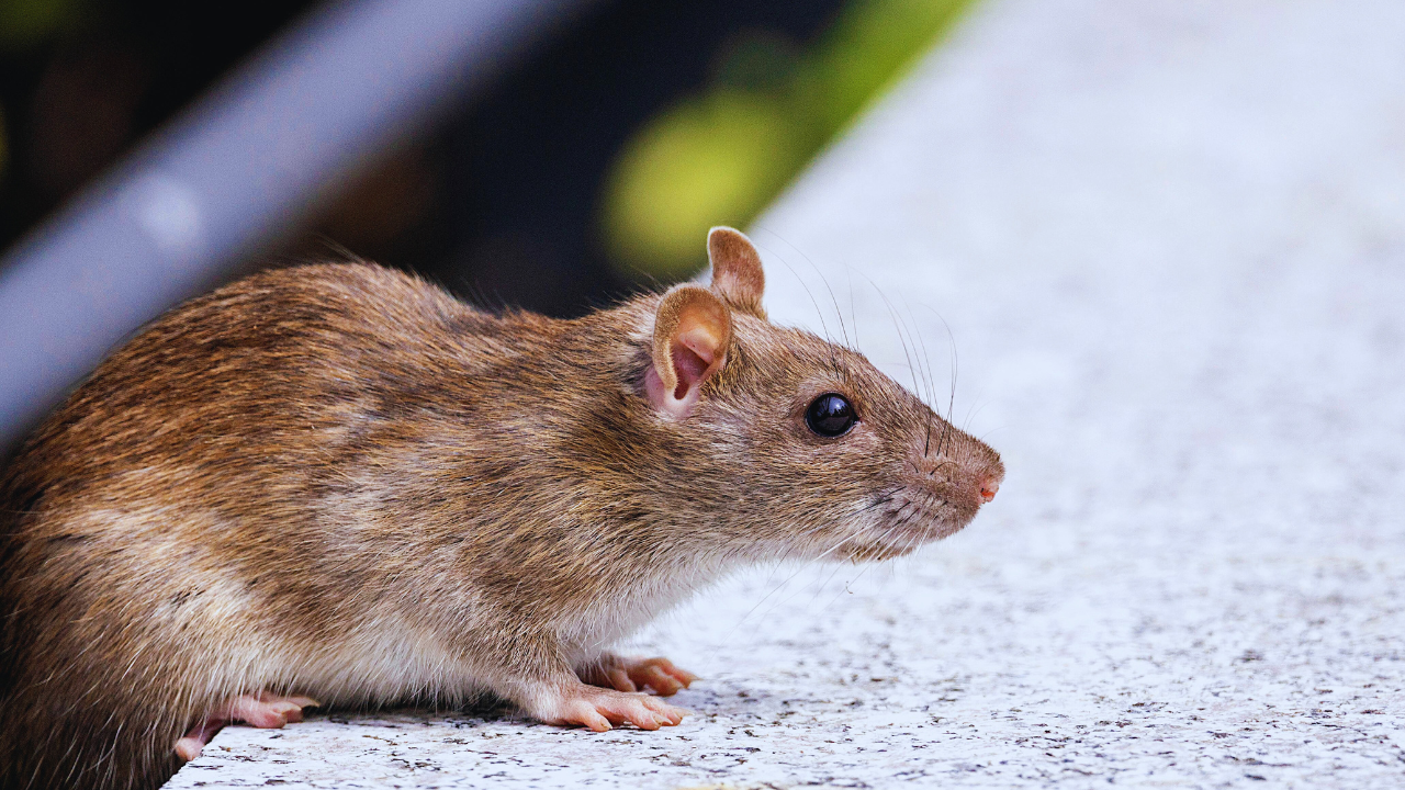 rats