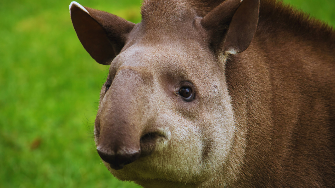 Tapir