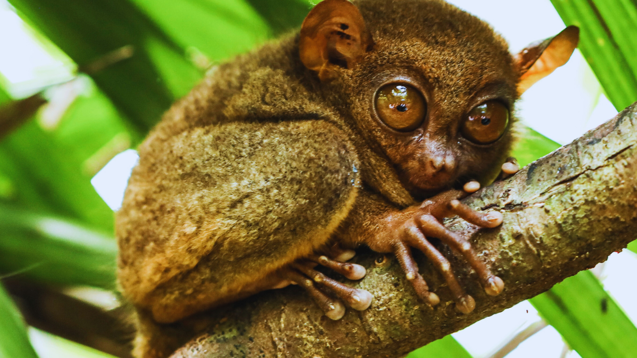 Tarsier