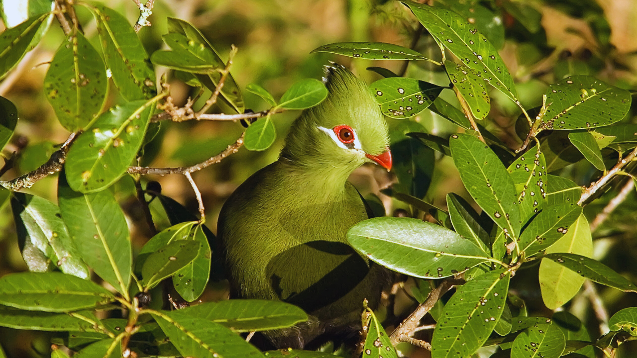 Turaco