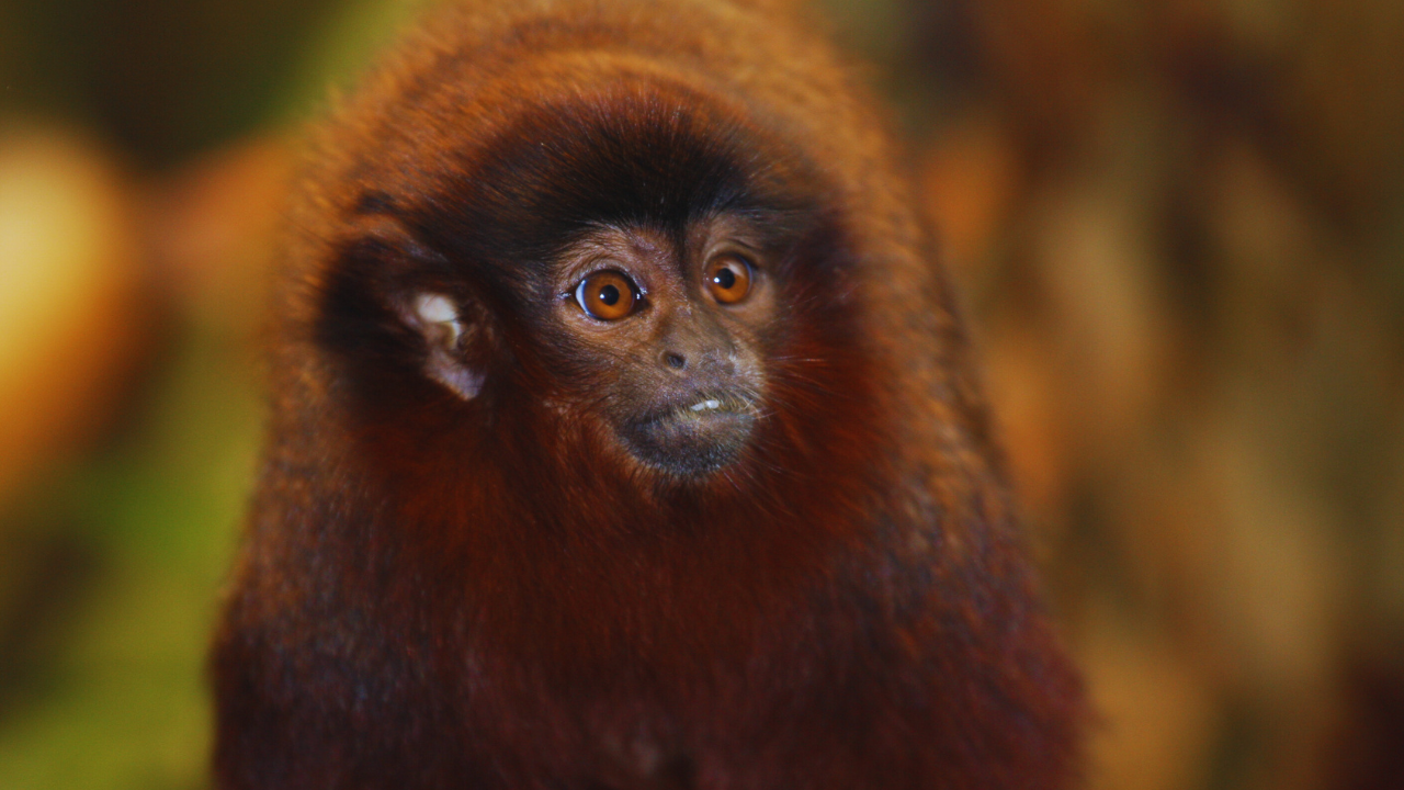 titi moneky