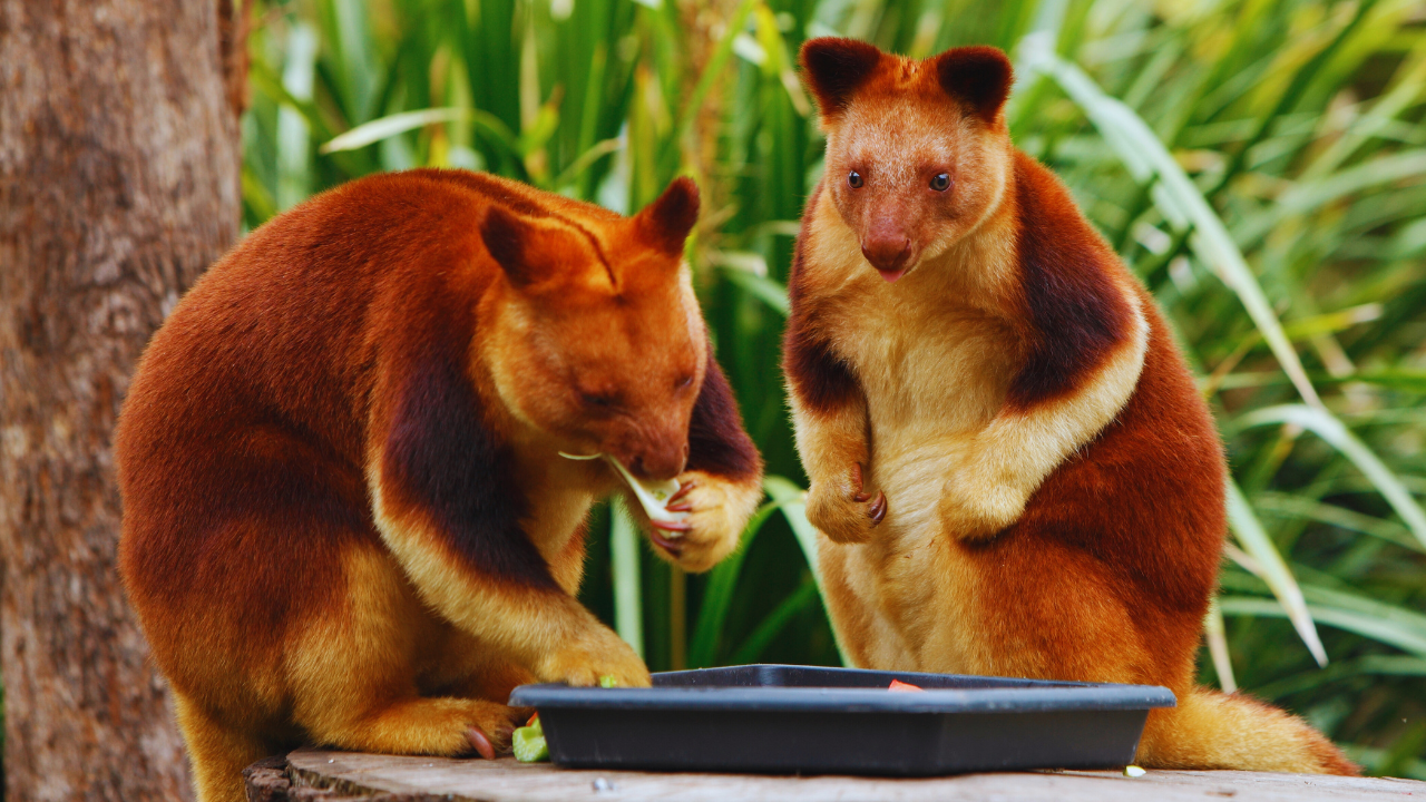 tree kangaroo