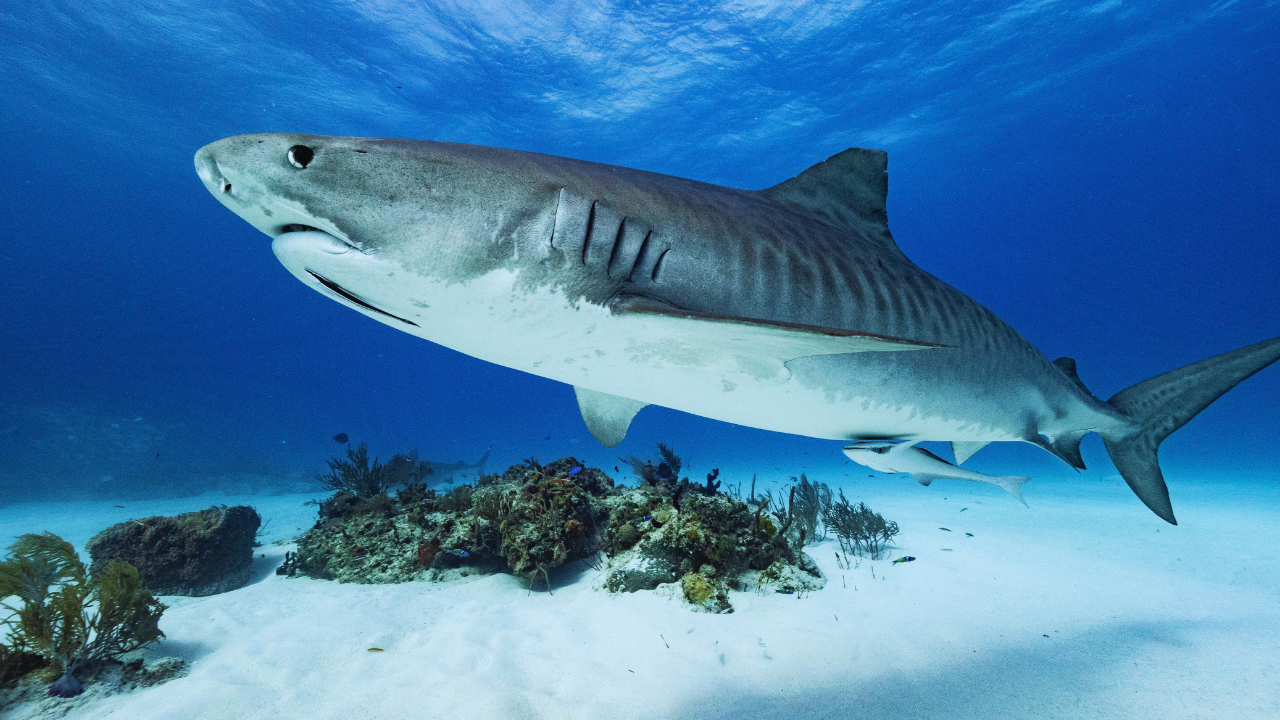 tiger shark