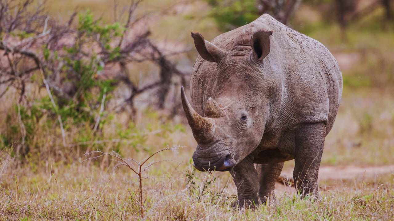 rhino