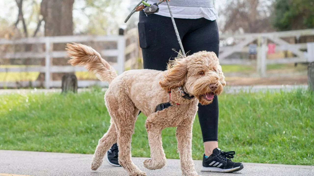 Enthusiasm for walks