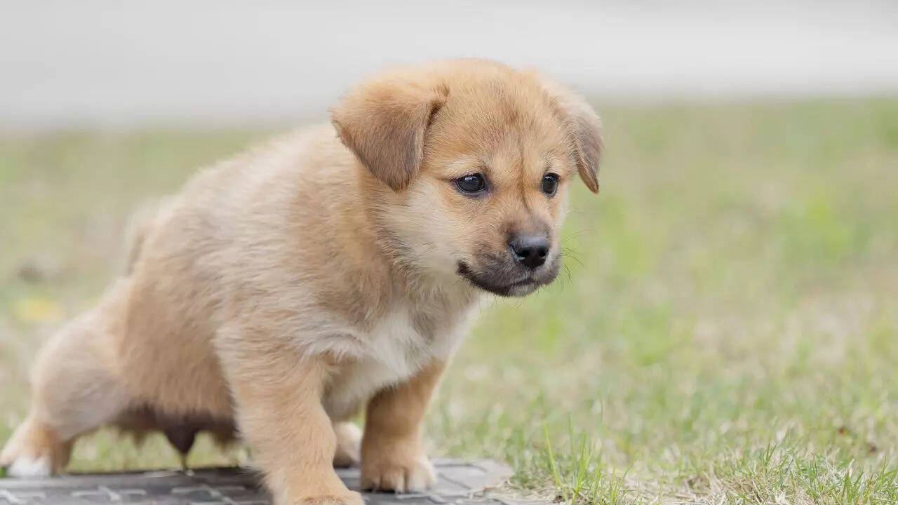 Trouble urinating or pooping