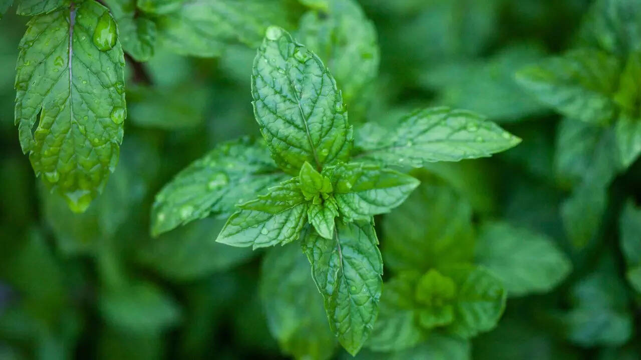 Mint (Pudina)