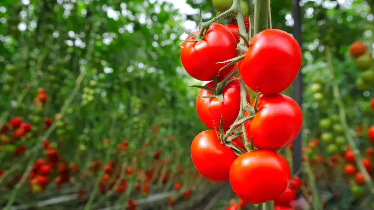 Tomatoes (With Propagation Hack)