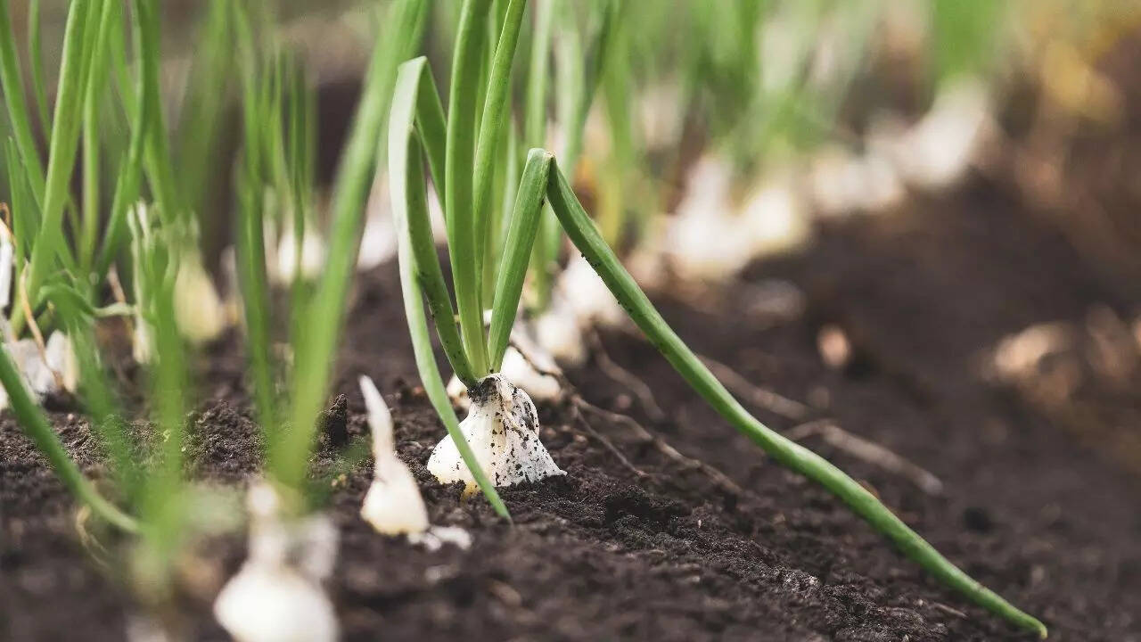 Green Onions / Spring Onions