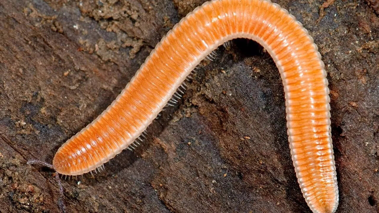 Millipedes