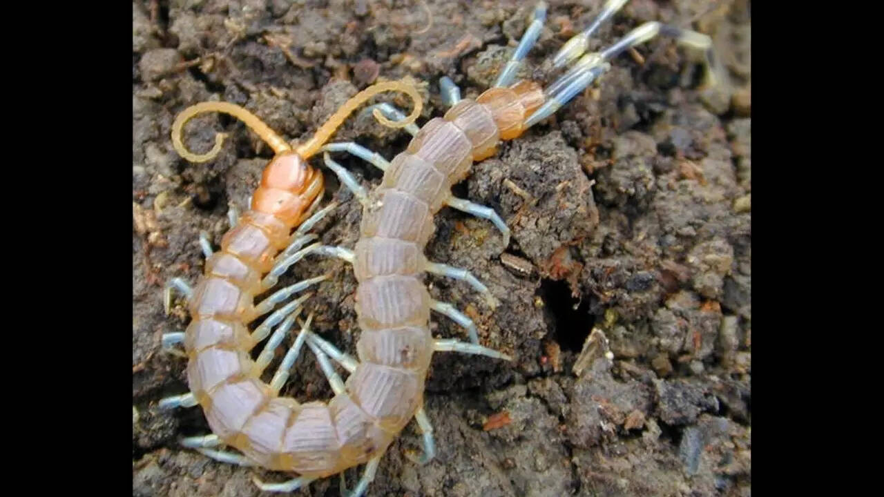 Centipedes