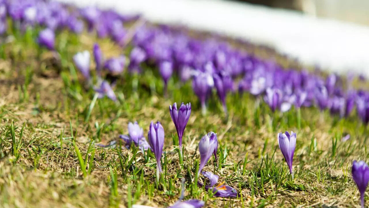 How to grow saffron at home in pots or small spaces: Step-by-step gardening guide