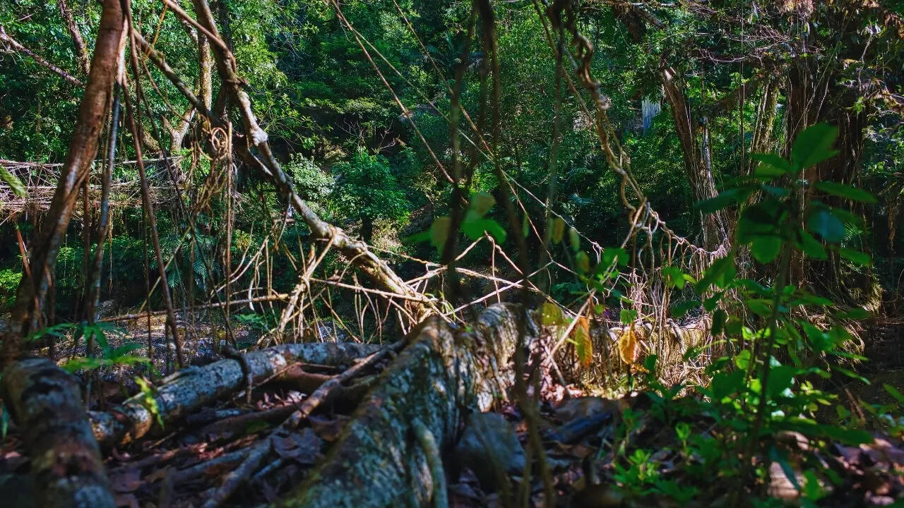 Living Root Bridge