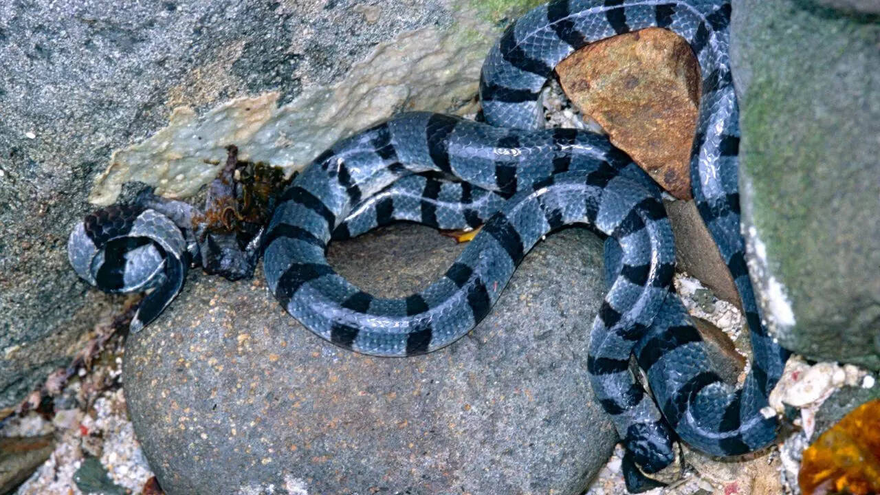 Banded Sea Krait (Laticauda spp.)