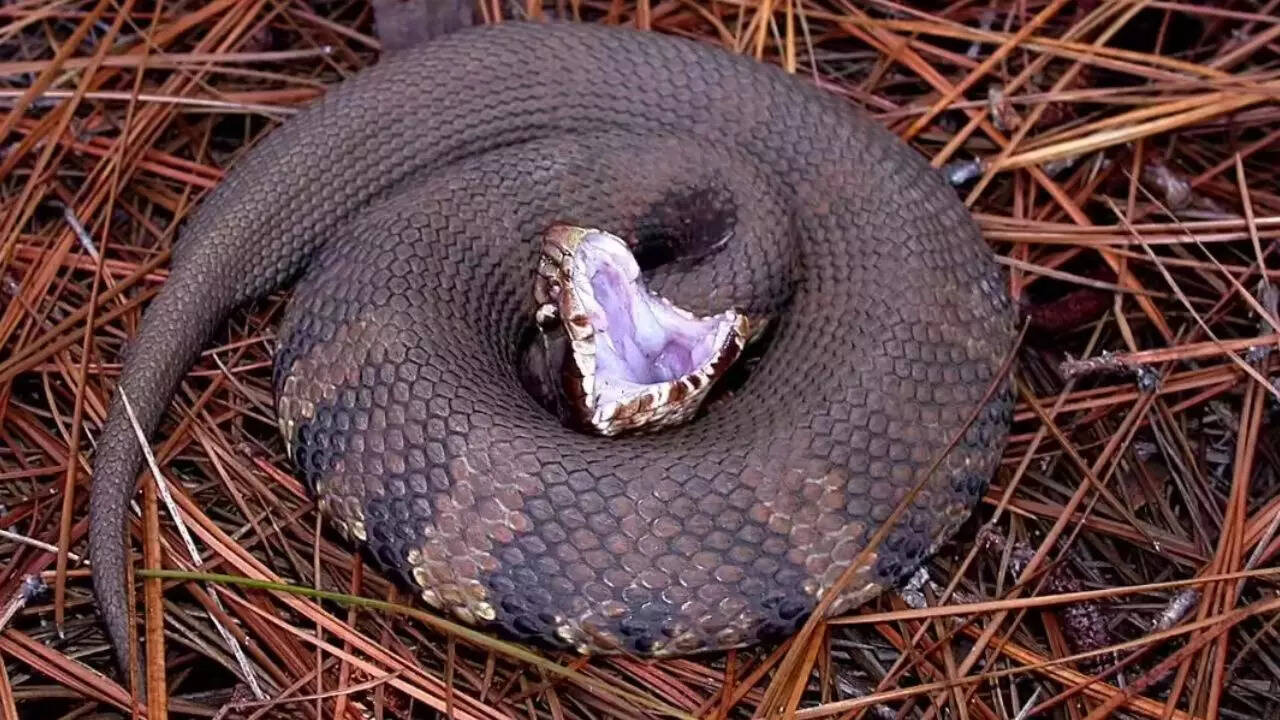 Cottonmouth