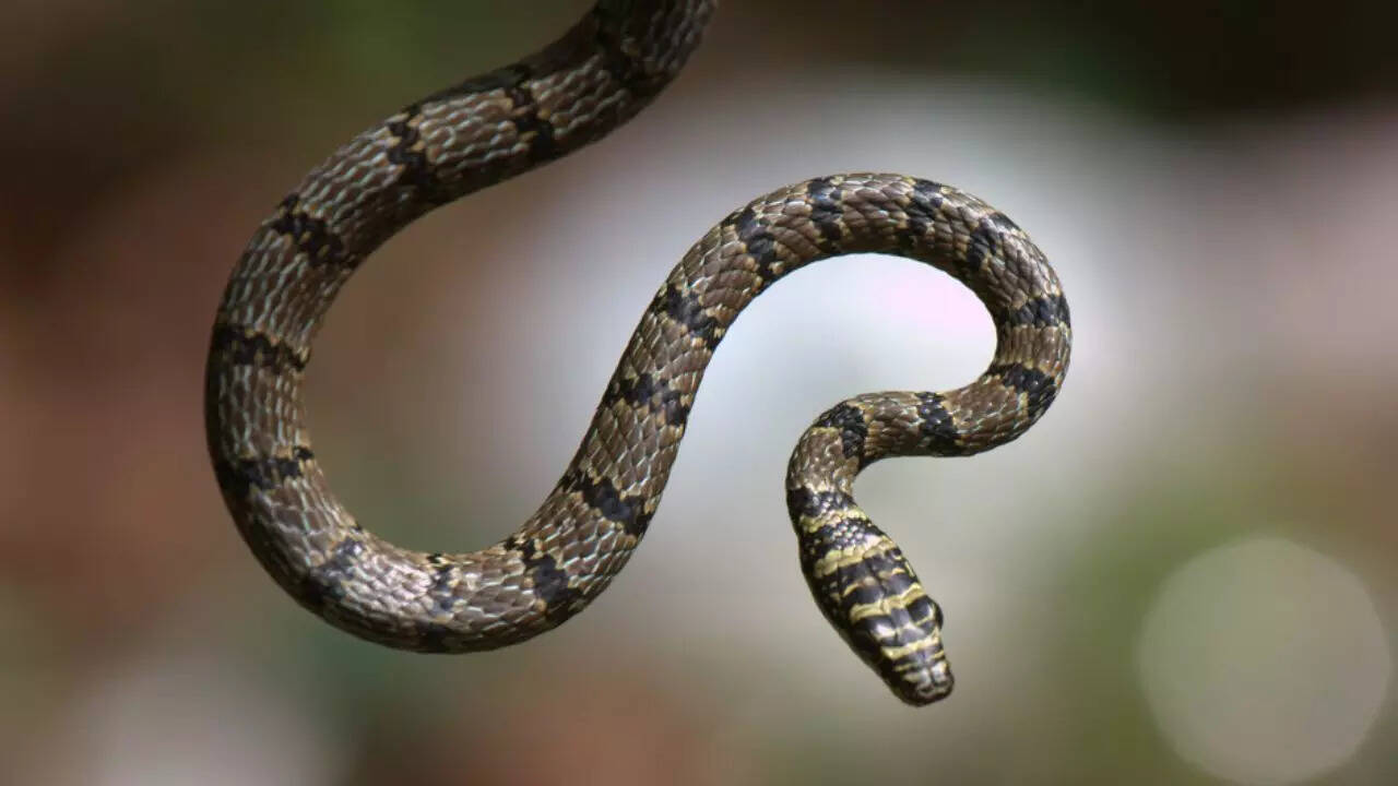 Gliding or Flying Snakes (Chrysopelea species)