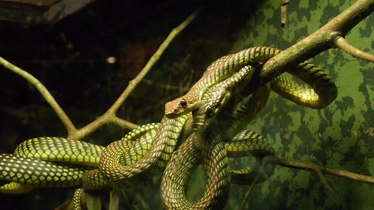 Paradise Tree Snake (Chrysopelea paradisi)