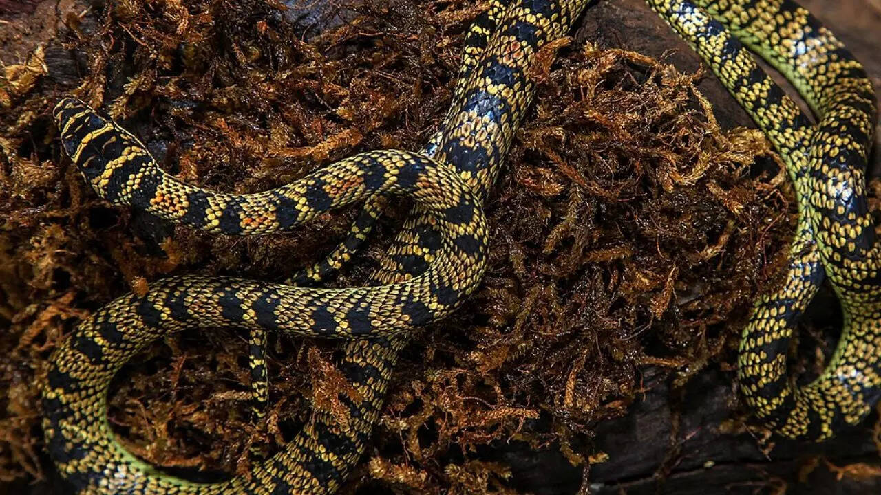 Golden Tree Snake (Chrysopelea ornata)